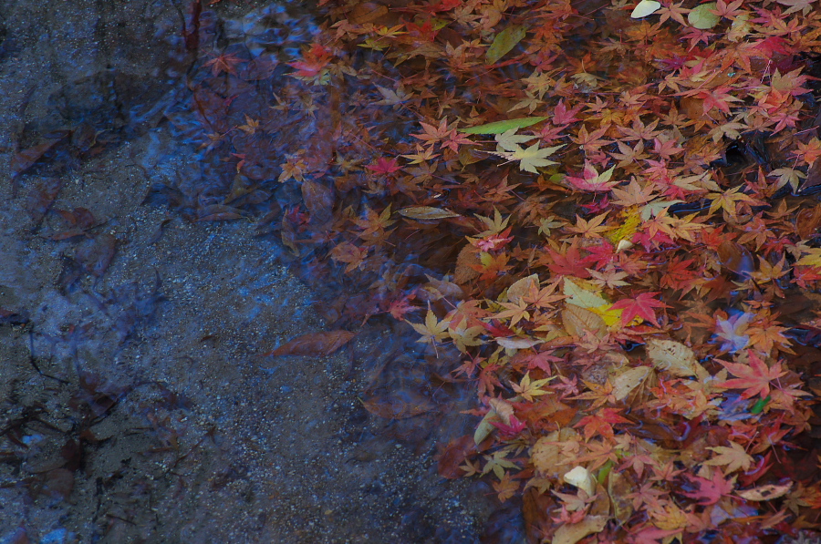 IMGP2497.jpg(495559 byte)