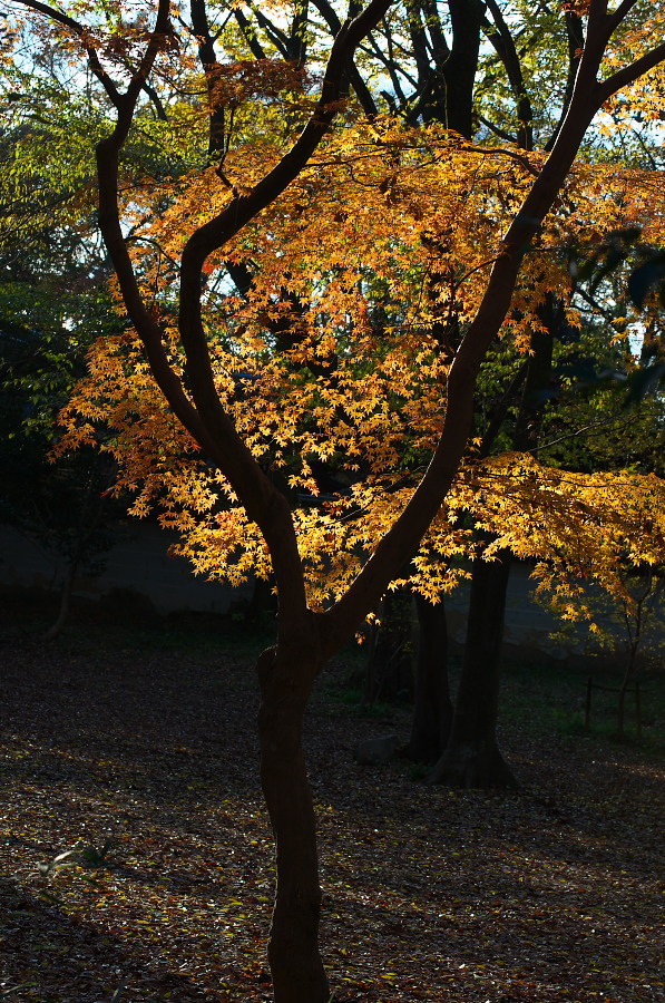 IMGP2506.jpg(629596 byte)