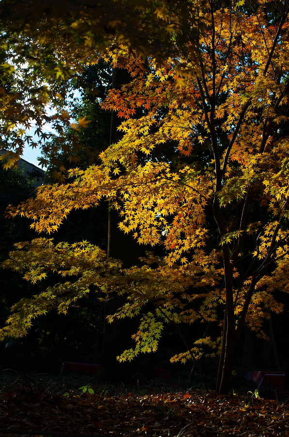 IMGP2532.jpg(614542 byte)