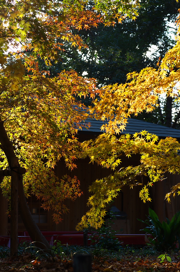 IMGP2537.jpg(622991 byte)