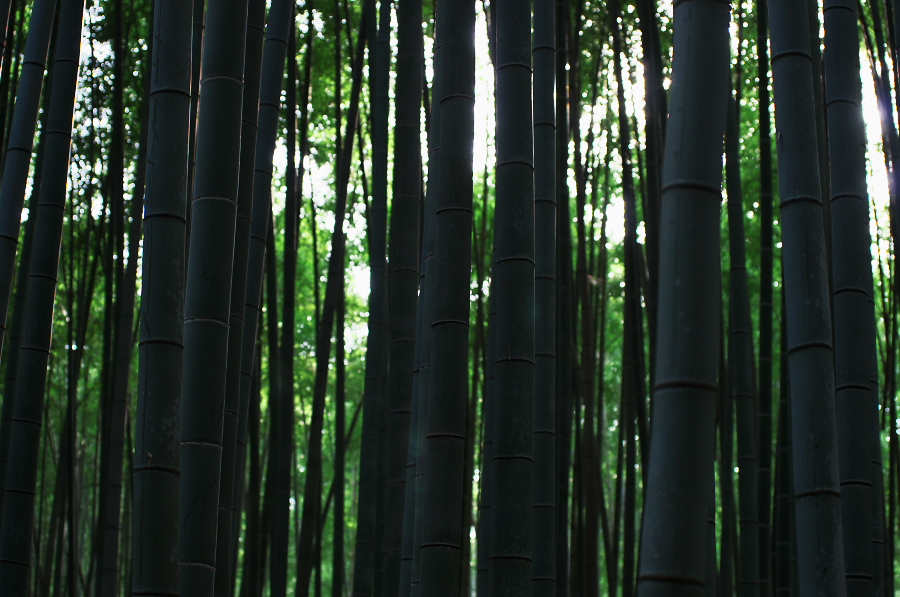 IMGP2731.jpg(307914 byte)