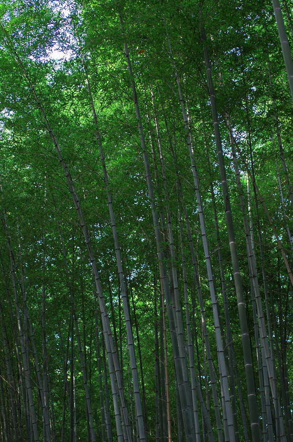 IMGP2740.jpg(633388 byte)