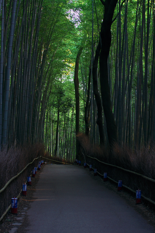 IMGP2745.jpg(413786 byte)