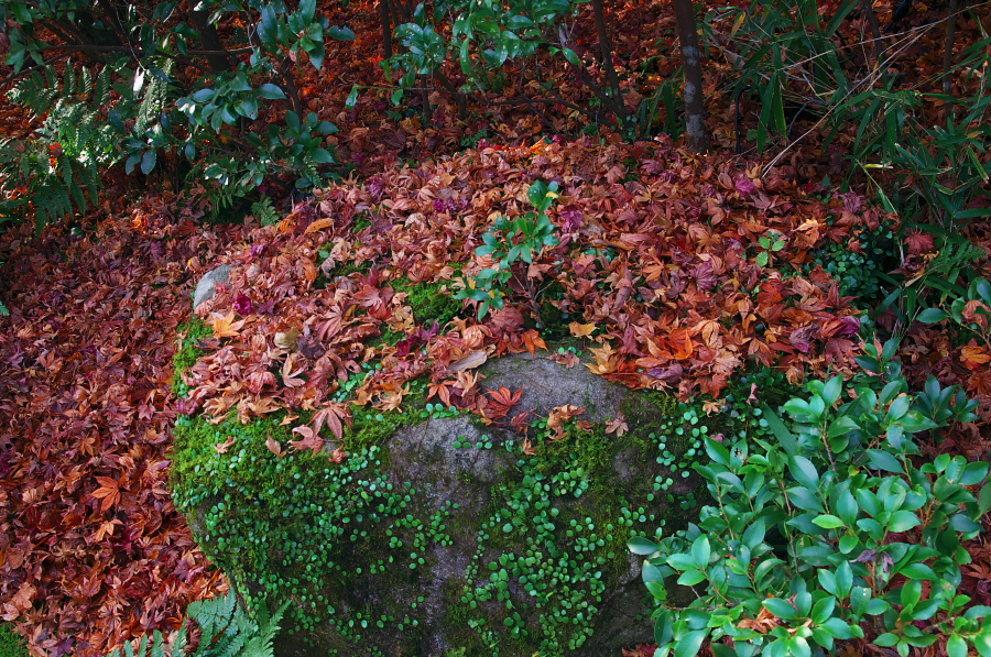 IMGP2793.jpg(647331 byte)