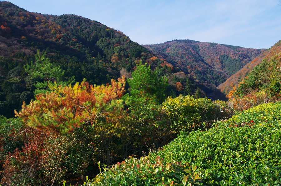 IMGP2836.jpg(566001 byte)