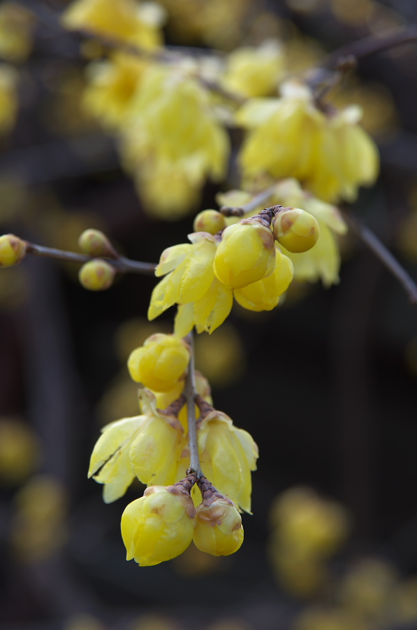 IMGP7024.jpg(160390 byte)