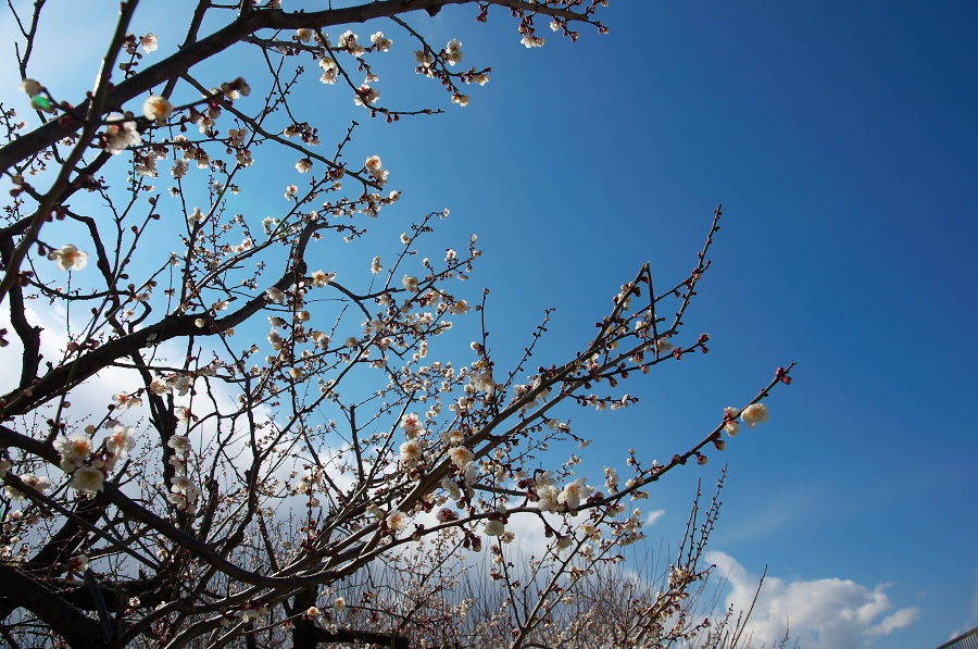 IMGP7079.jpg(431740 byte)