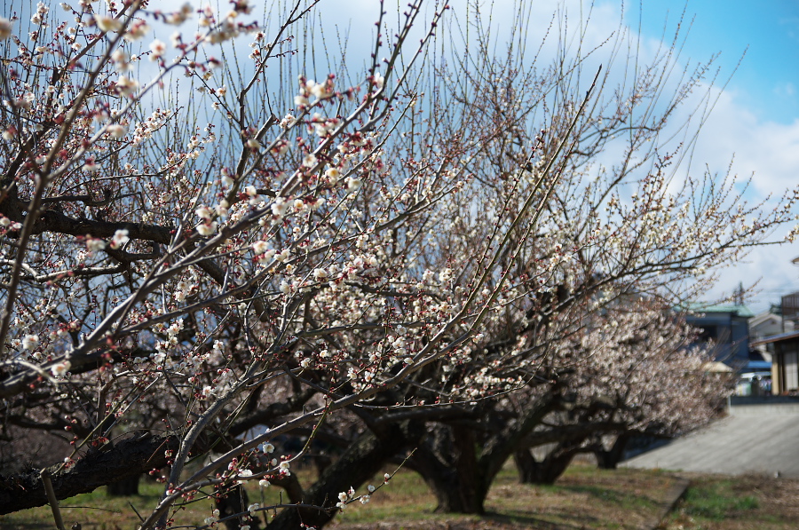 IMGP7089.jpg(540951 byte)