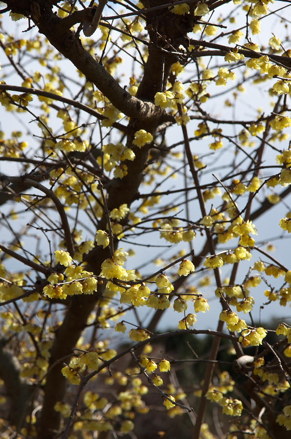 IMGP7098.jpg(410098 byte)