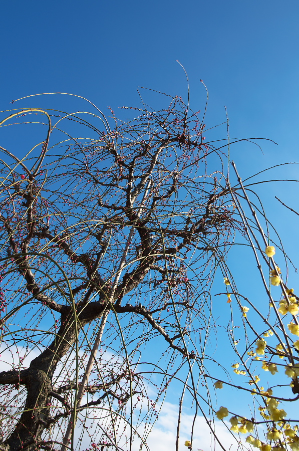 IMGP7102.jpg(552423 byte)