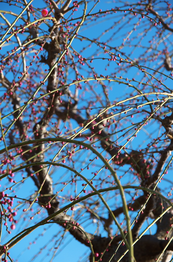 IMGP7104.jpg(435209 byte)