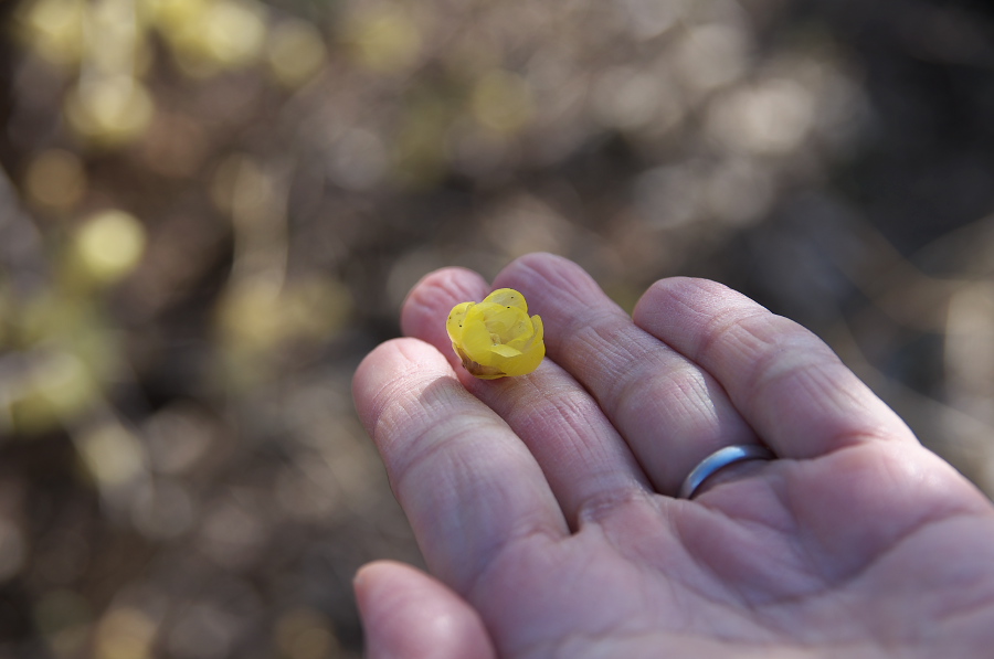 IMGP7106.jpg(160490 byte)