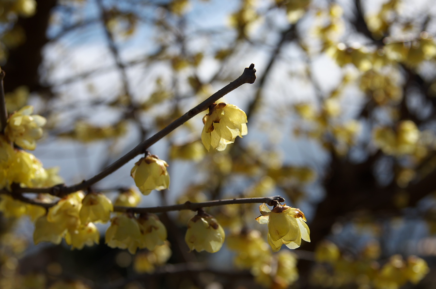 IMGP7109.jpg(207925 byte)