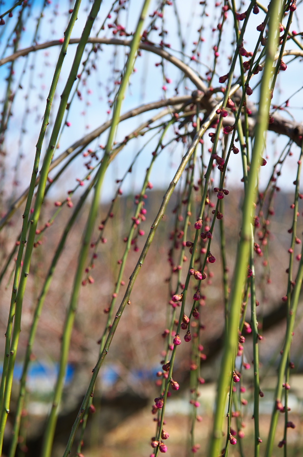 IMGP7116.jpg(317685 byte)