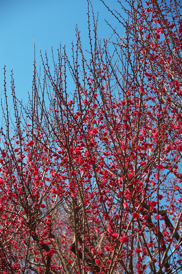 IMGP7120.jpg(704404 byte)