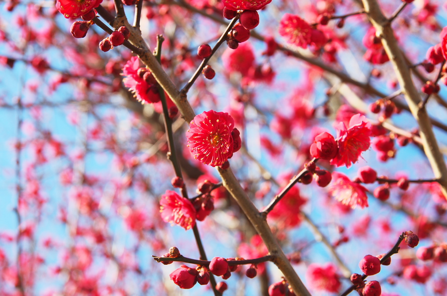 IMGP7125.jpg(317631 byte)