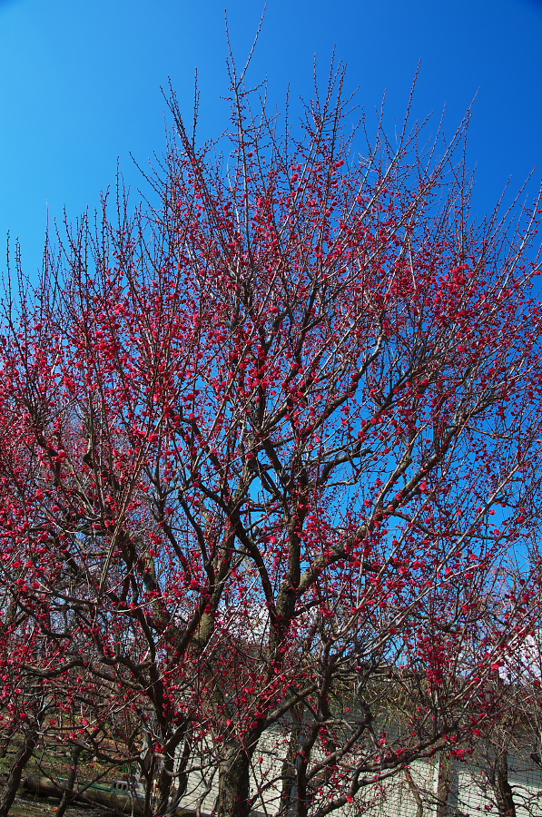 IMGP7128.jpg(722442 byte)