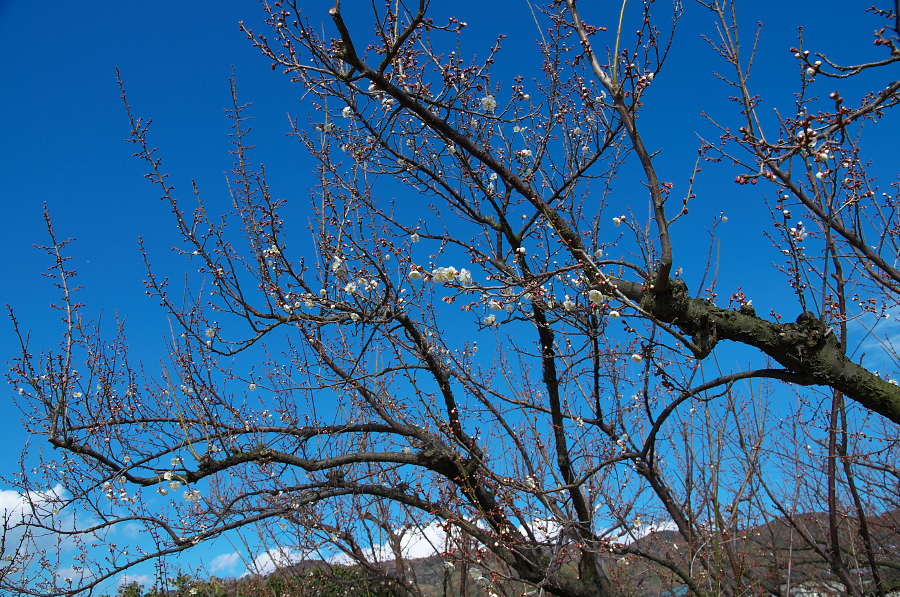 IMGP7138.jpg(617107 byte)