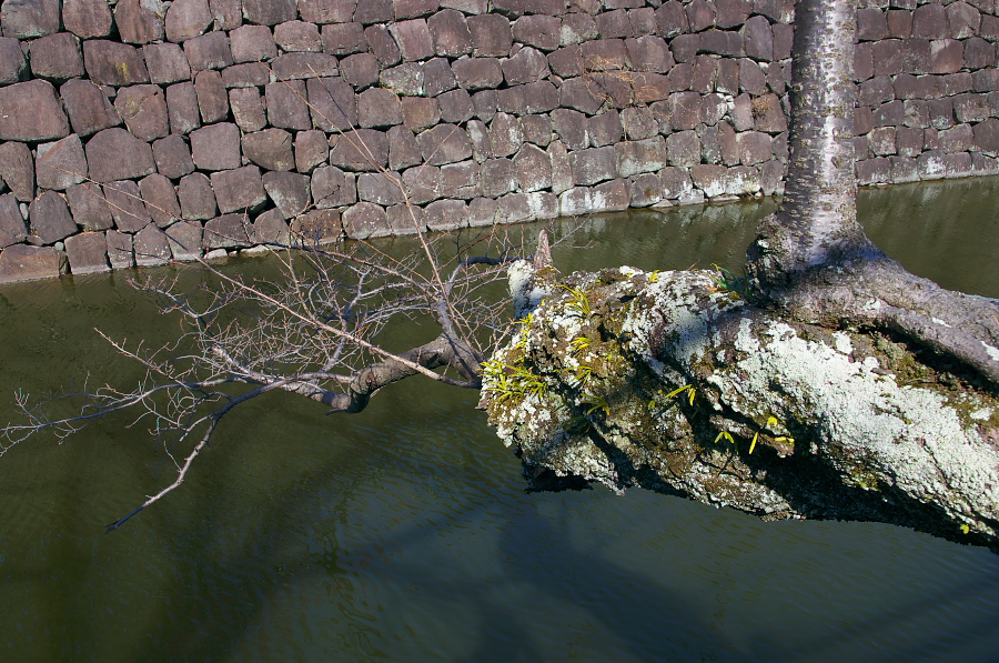 IMGP7451.jpg(468486 byte)