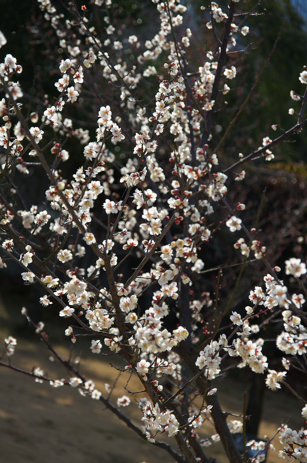 IMGP7502.jpg(399499 byte)