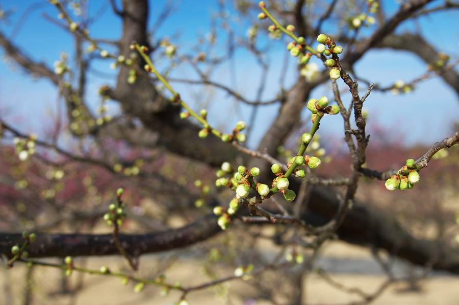 IMGP7510.jpg(231269 byte)