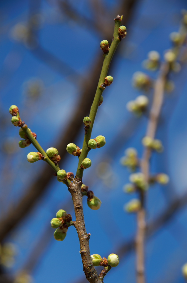 IMGP7514.jpg(187861 byte)