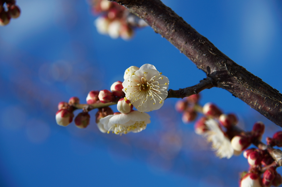 IMGP7518.jpg(192619 byte)