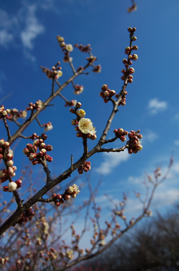 IMGP7524.jpg(225801 byte)