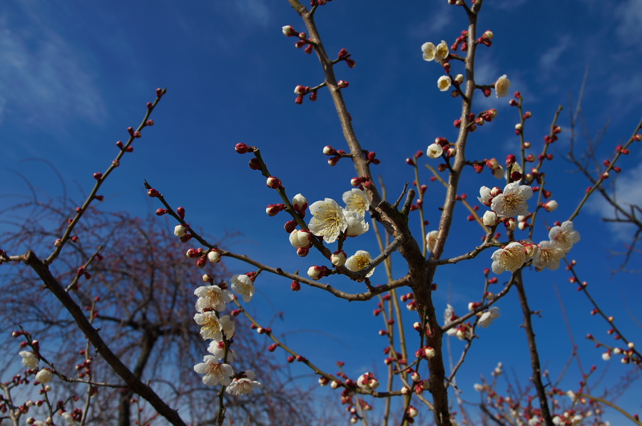 IMGP7533.jpg(290355 byte)