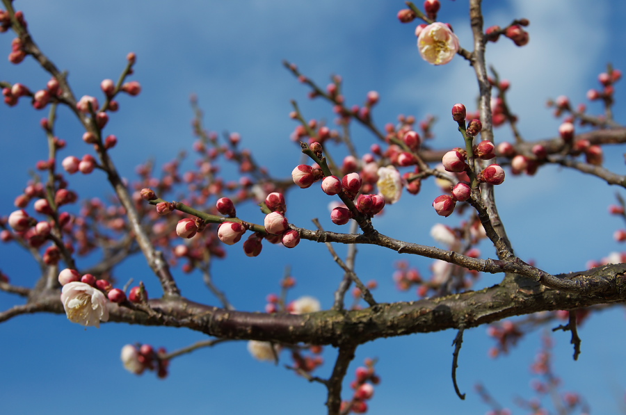 IMGP7572.jpg(242938 byte)