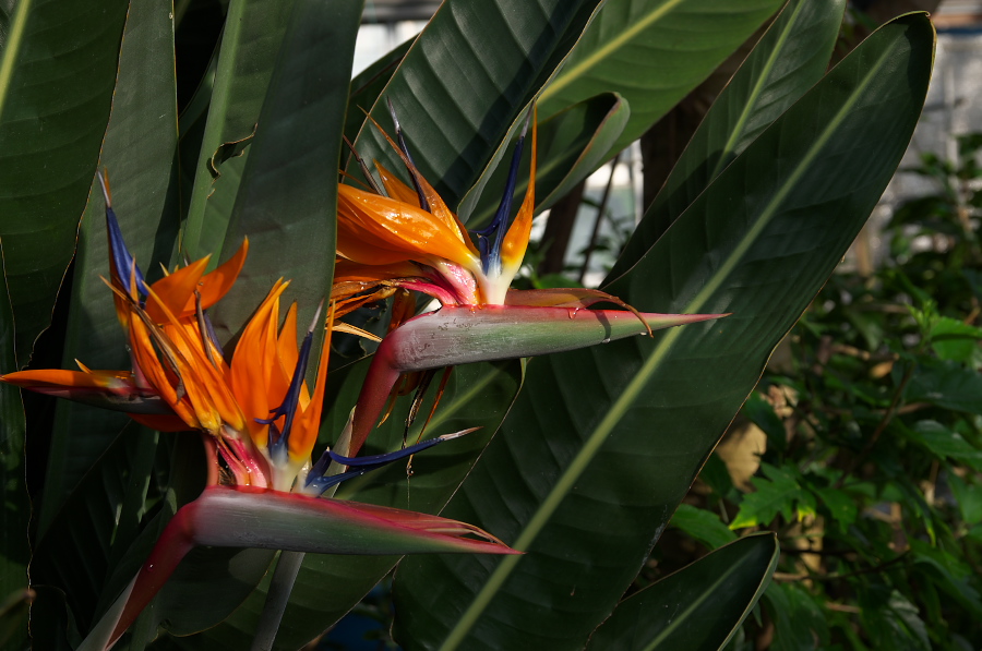 IMGP7621.jpg(274859 byte)