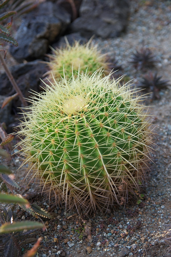 IMGP7626.jpg(426880 byte)