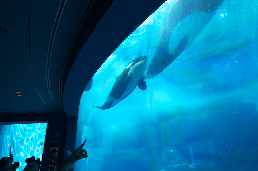 IMGP2798.jpg(228491 byte)