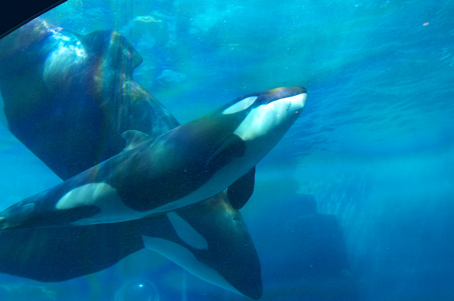 IMGP2800.jpg(238944 byte)