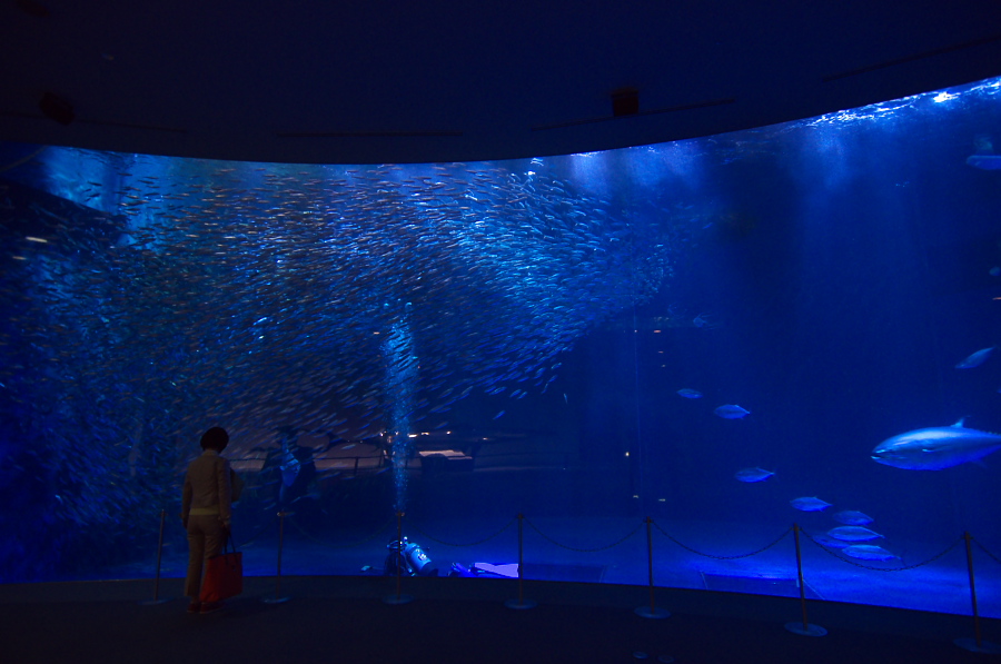 IMGP2819.jpg(255955 byte)