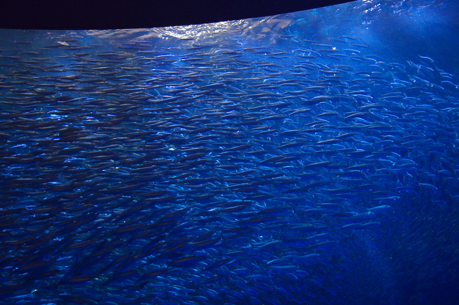 IMGP2825.jpg(431865 byte)