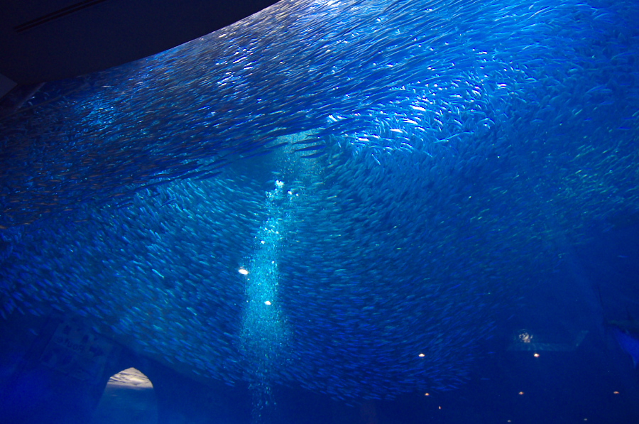 IMGP2842.jpg(393094 byte)