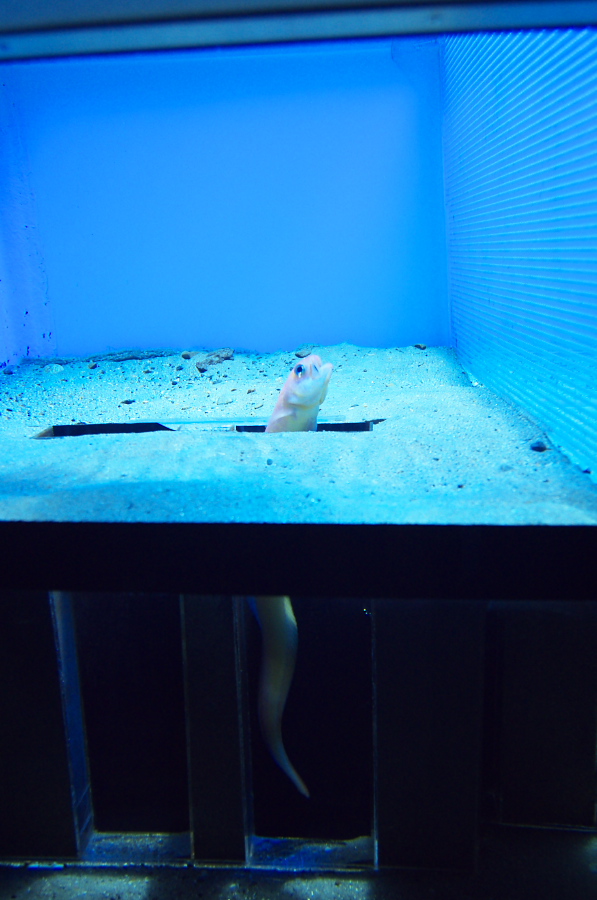 IMGP2854.jpg(250723 byte)