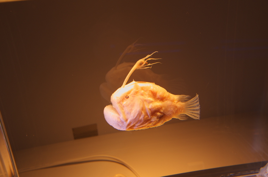 IMGP2860.jpg(136094 byte)