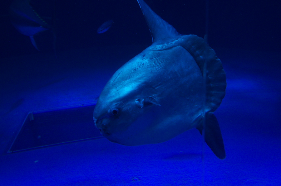 IMGP2863.jpg(197060 byte)