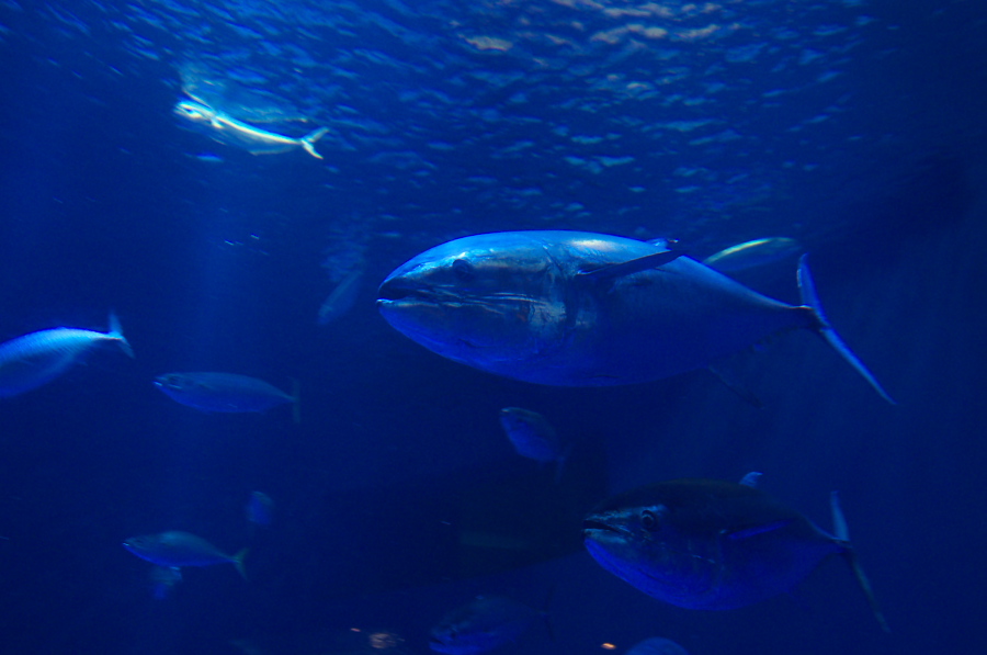 IMGP2871.jpg(195599 byte)