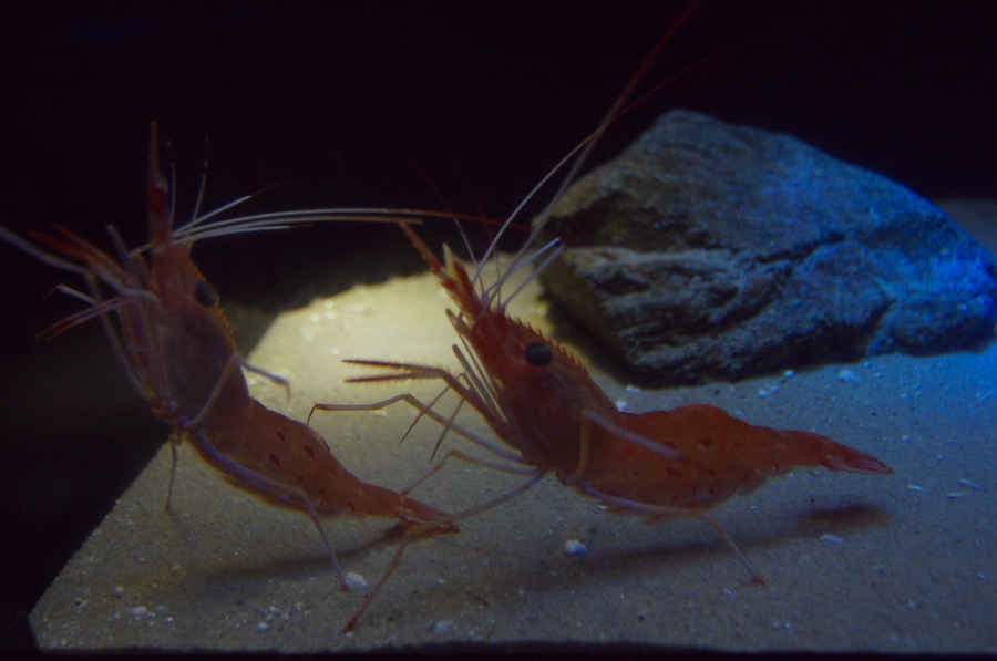 IMGP2872.jpg(230470 byte)