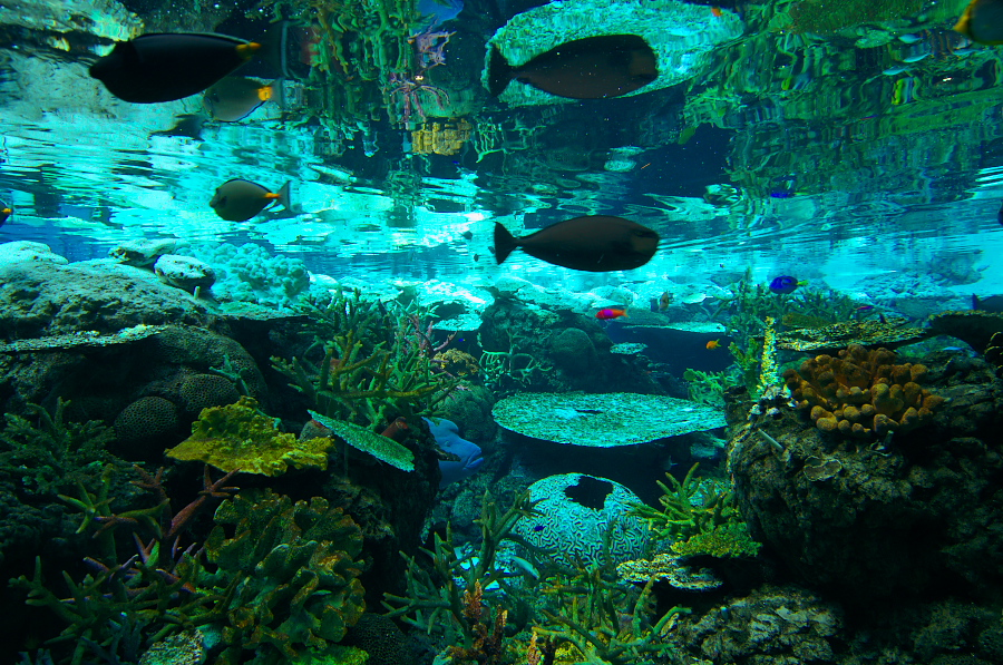 IMGP2919.jpg(578534 byte)