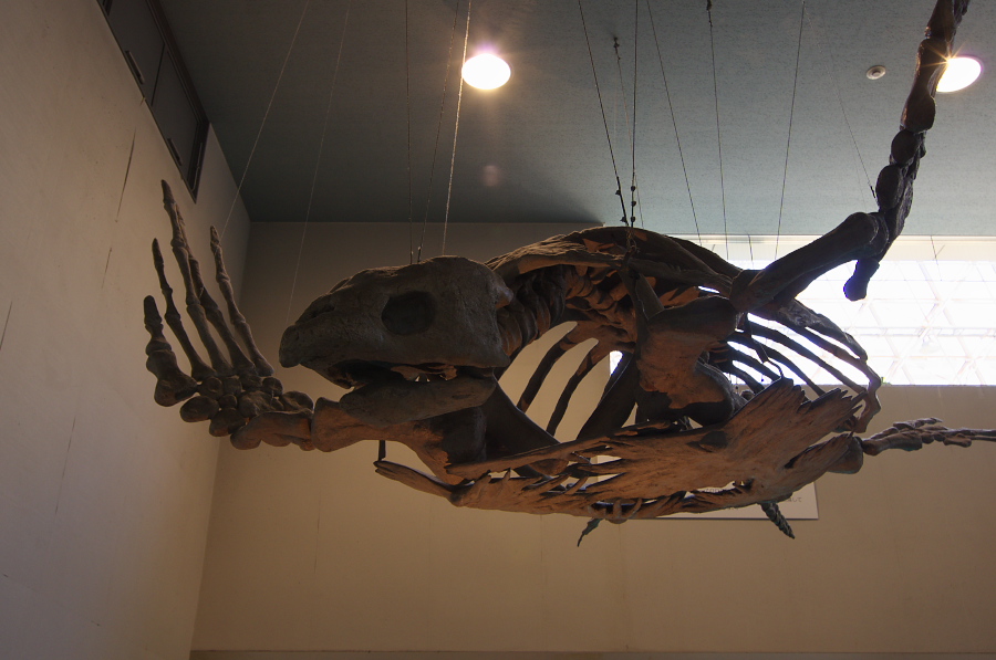 IMGP2923.jpg(236566 byte)