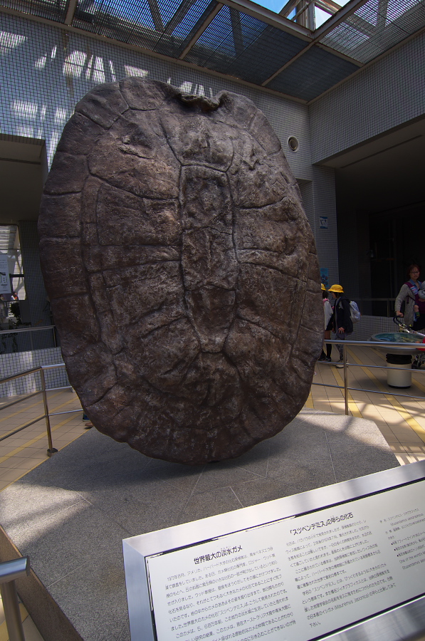 IMGP2937.jpg(392107 byte)