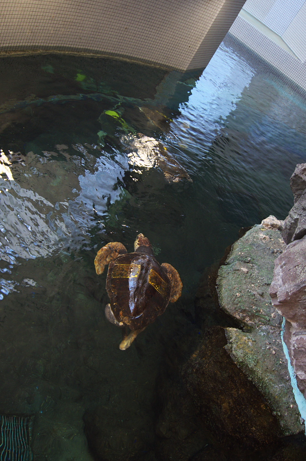 IMGP2950.jpg(387844 byte)