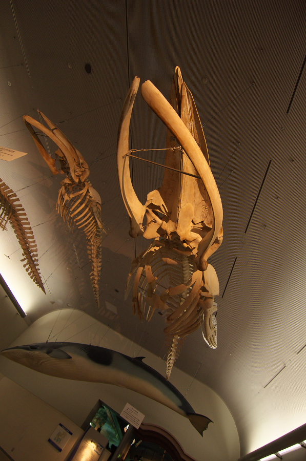 IMGP2961.jpg(350844 byte)