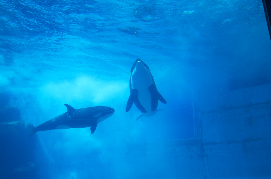 IMGP2985.jpg(203883 byte)