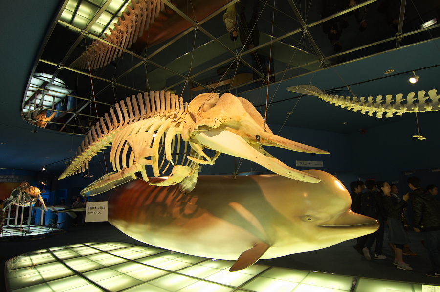 IMGP2989.jpg(334619 byte)