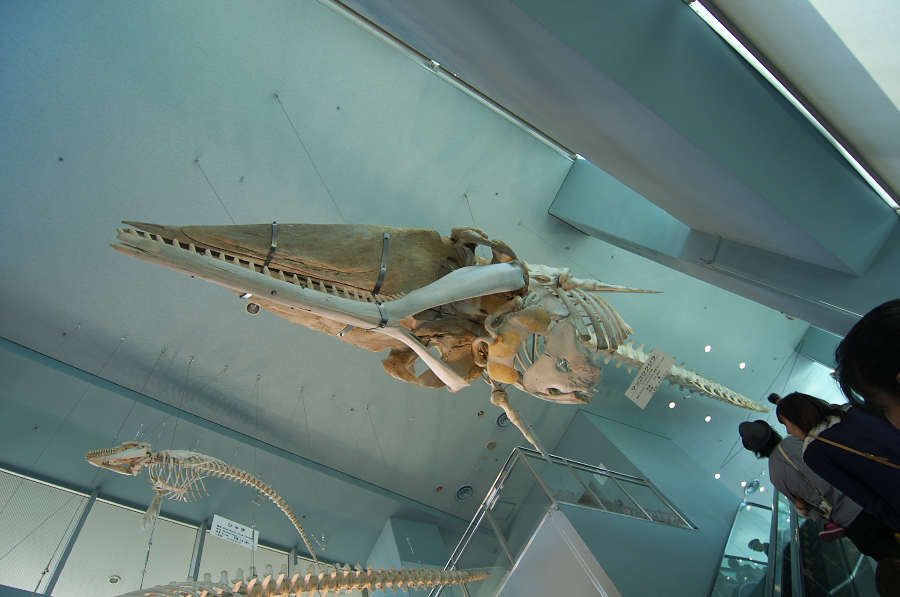 IMGP2998.jpg(268203 byte)